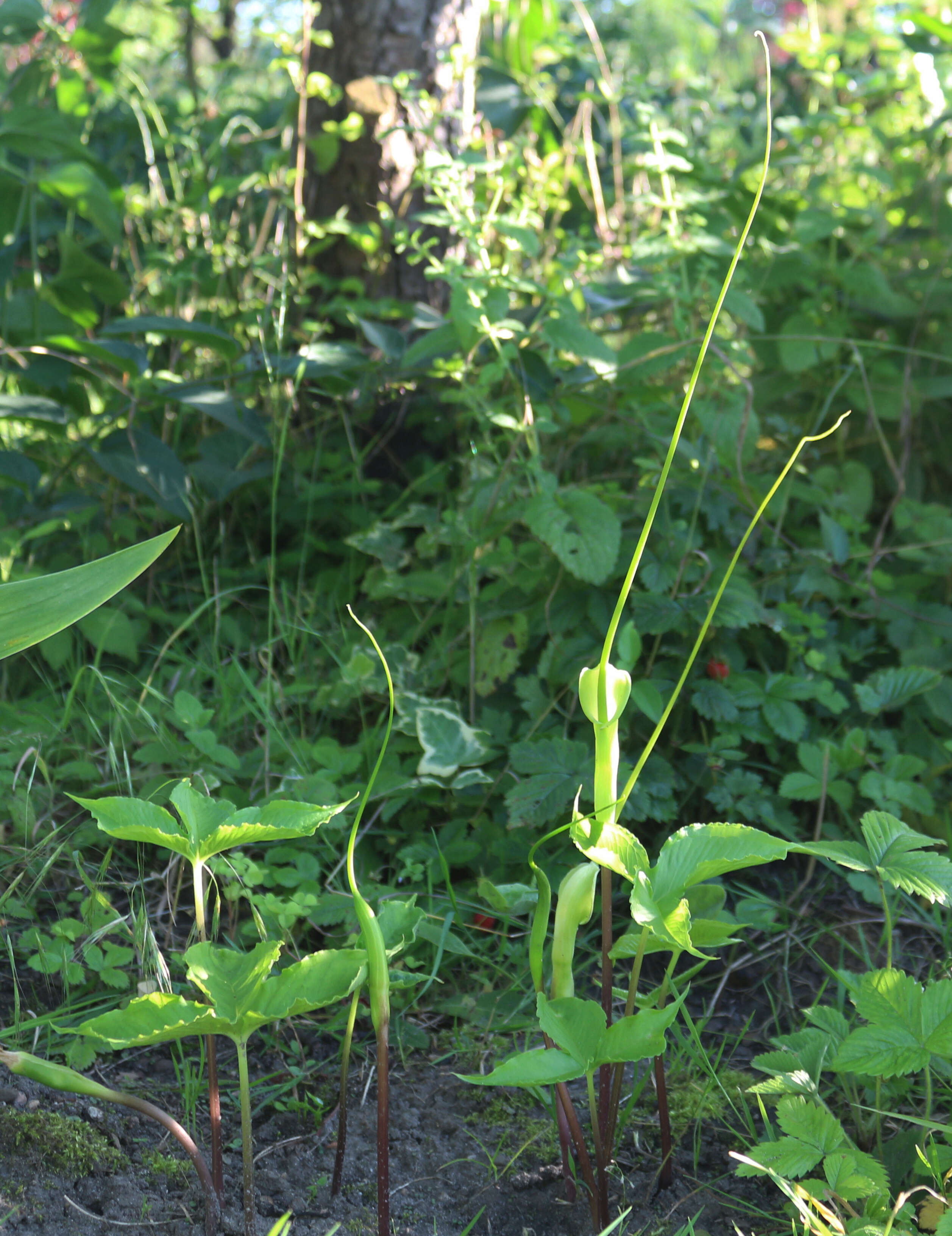 Image of Pinellia tripartita (Blume) Schott