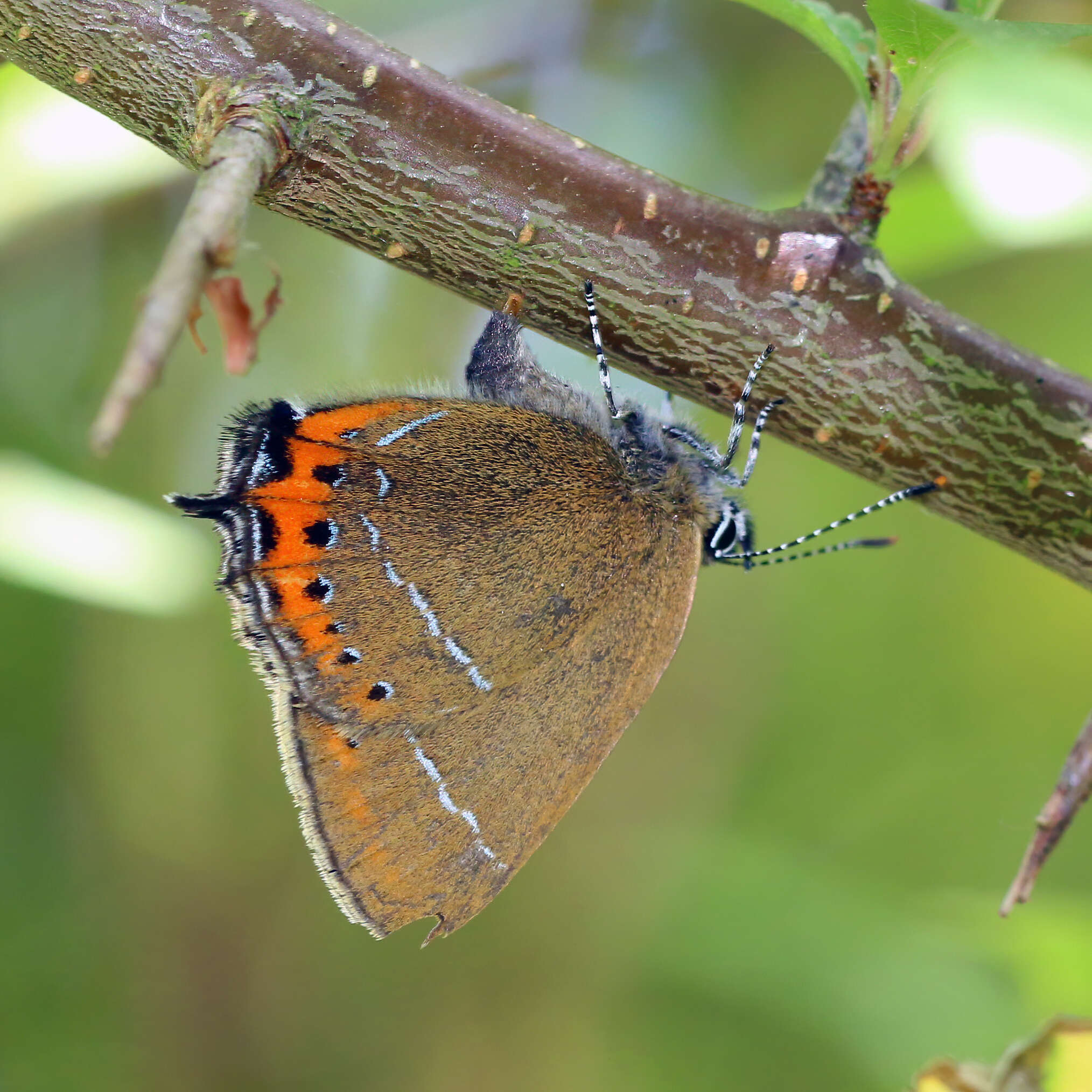 Image of Satyrium pruni