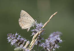 Image of Polyommatus admetus (Esper (1783))