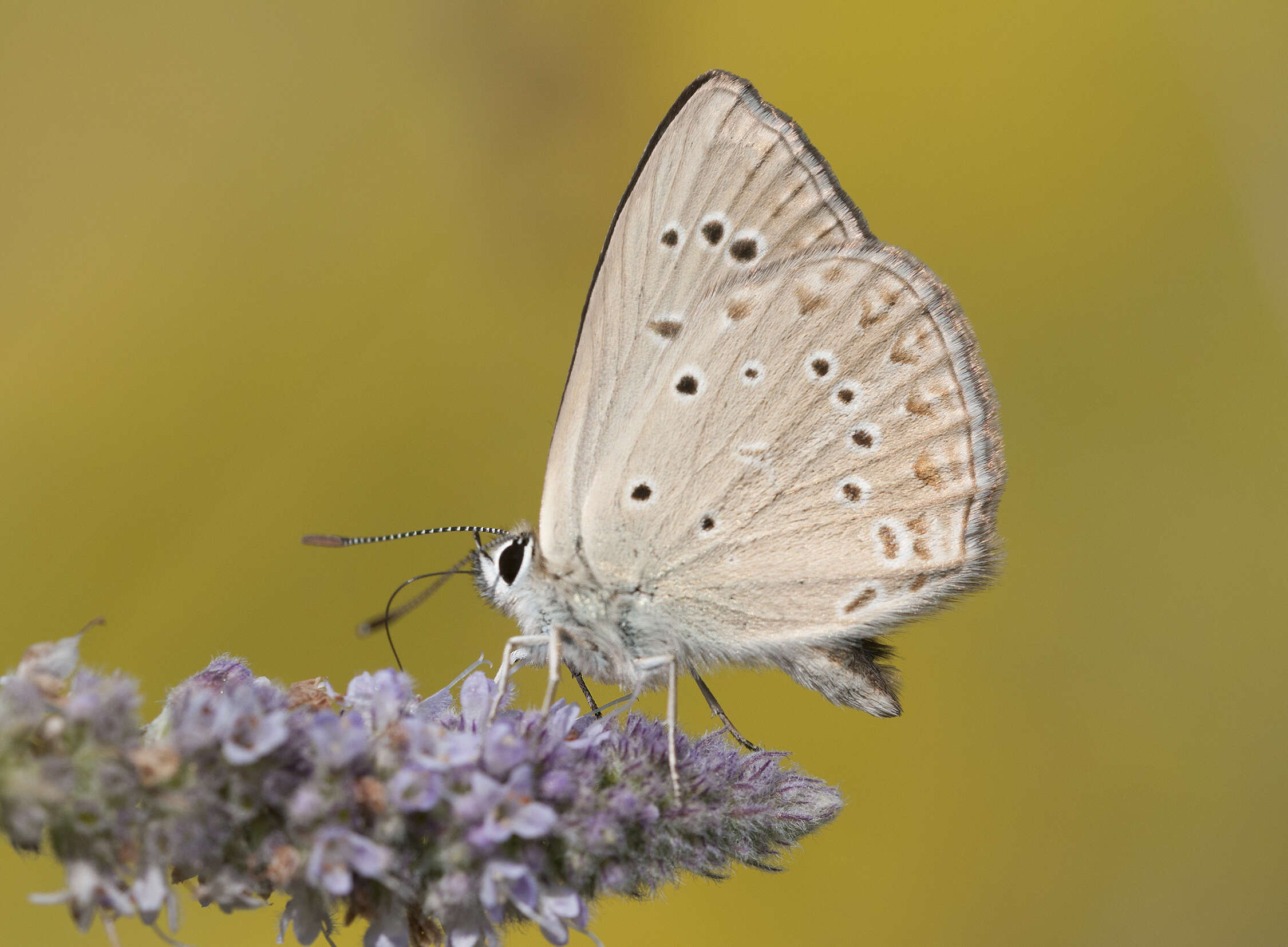 Image of Polyommatus admetus (Esper (1783))