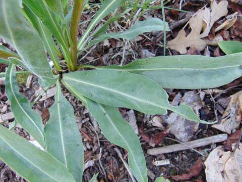 Слика од Liatris ligulistylis (Nelson) Schumann