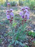 Слика од Liatris ligulistylis (Nelson) Schumann