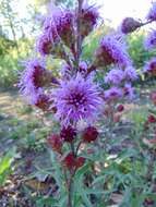 Слика од Liatris ligulistylis (Nelson) Schumann