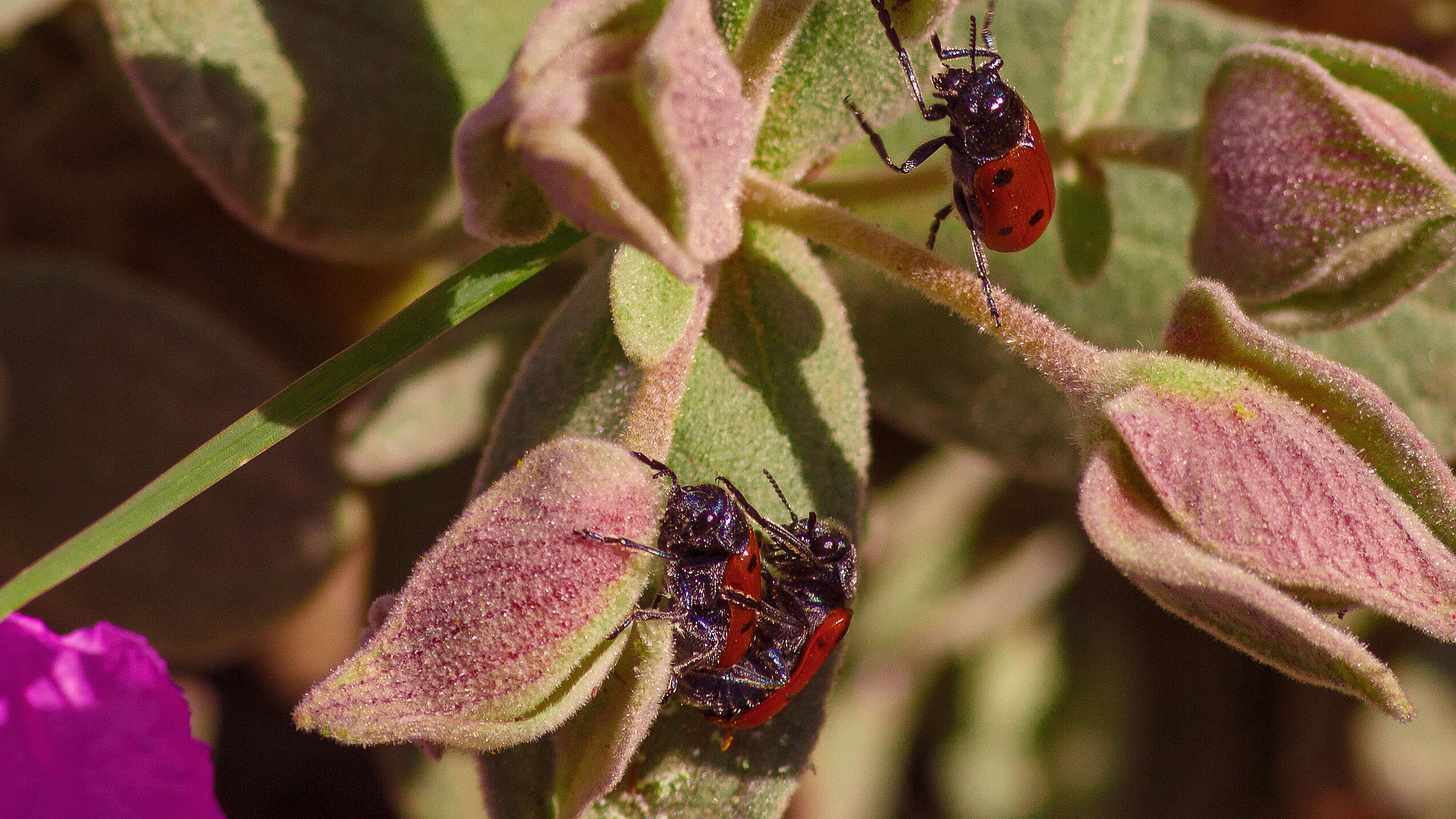 Image of Clytra laeviuscula