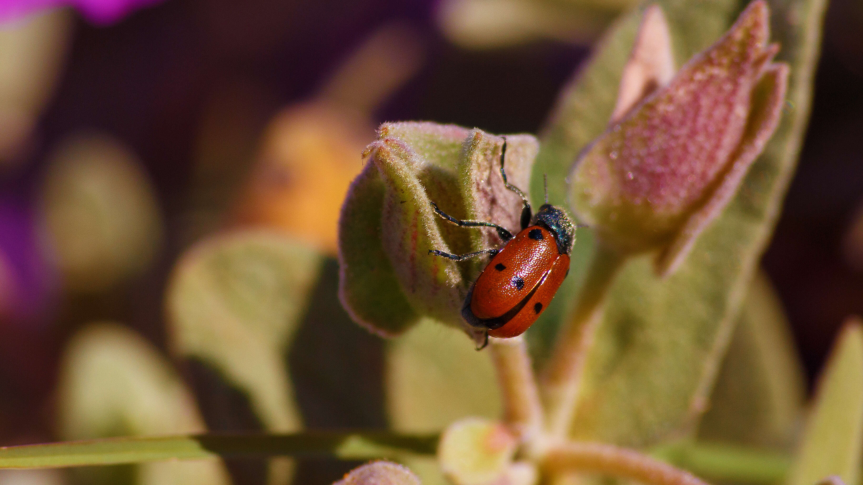 Image of Lachnaia pubescens