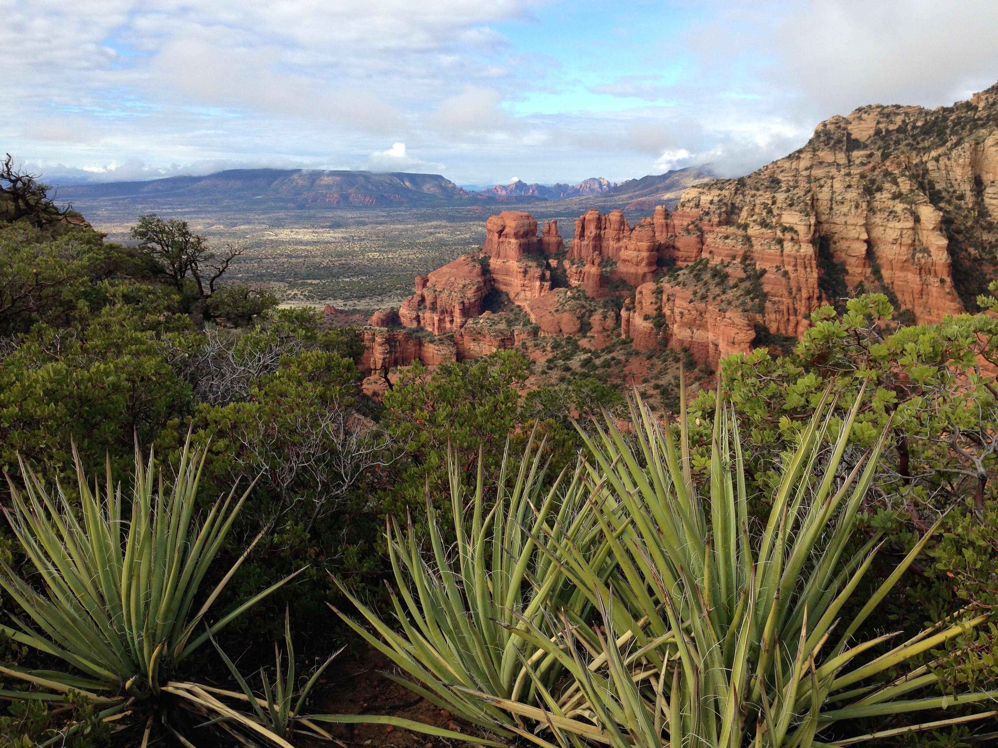 Imagem de Yucca baccata Torr.