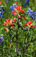 Image of Texas lupine