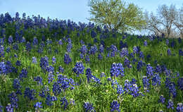 Image of Texas lupine