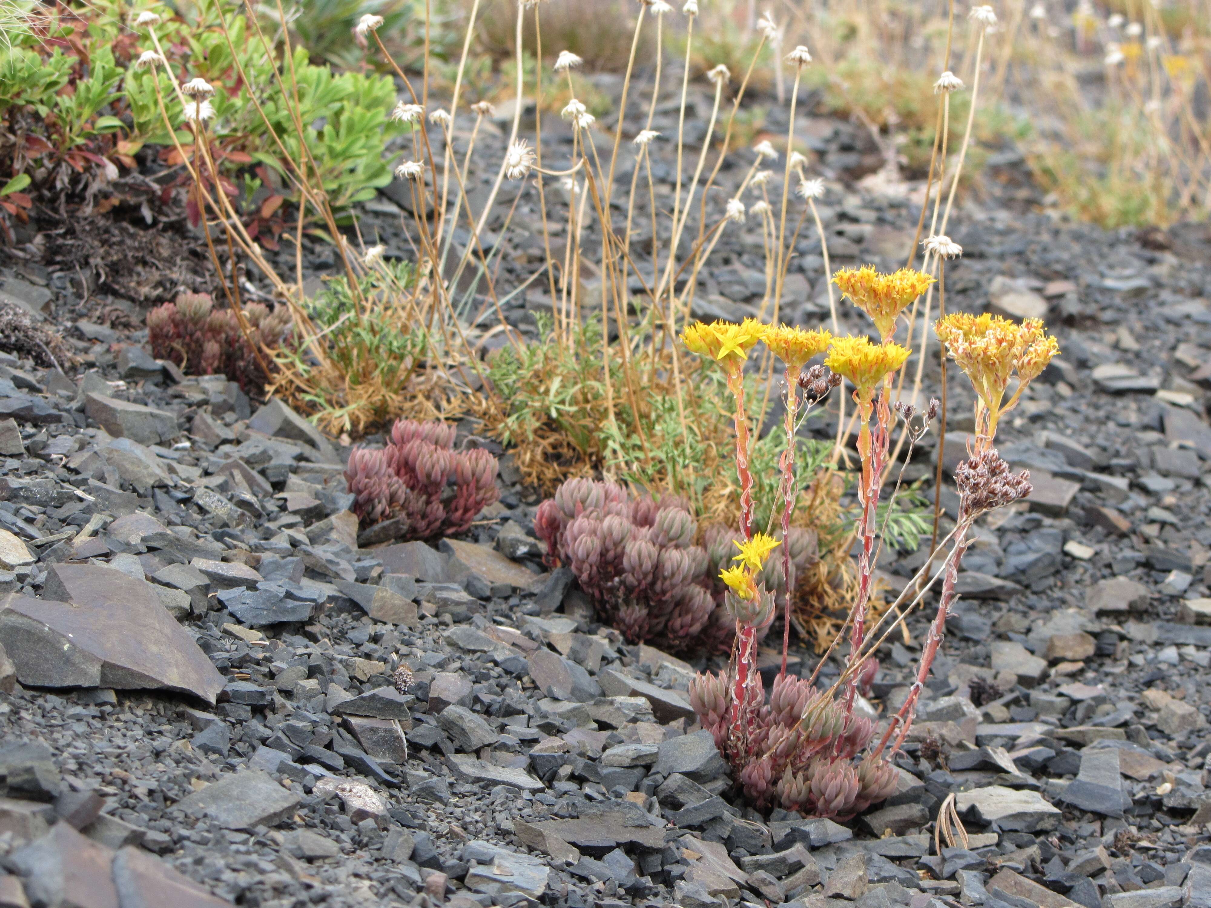 Image of spearleaf stonecrop