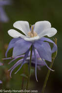 Image of Colorado blue columbine