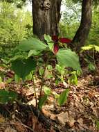 Image of red trillium