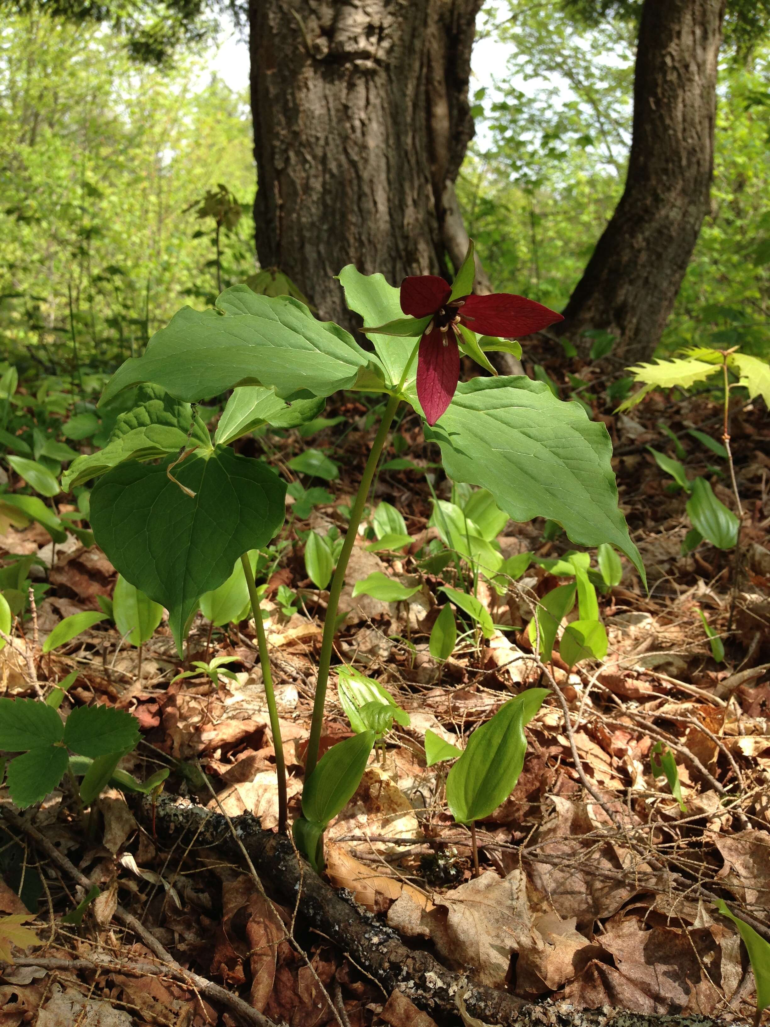 Image of red trillium