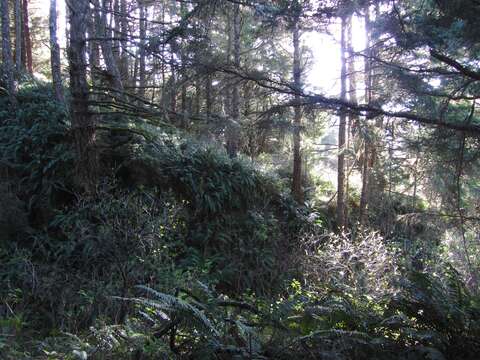 Image of western swordfern