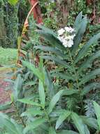 Imagem de Hedychium coronarium J. Koenig