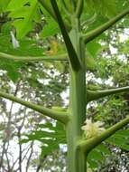 Image of papaya