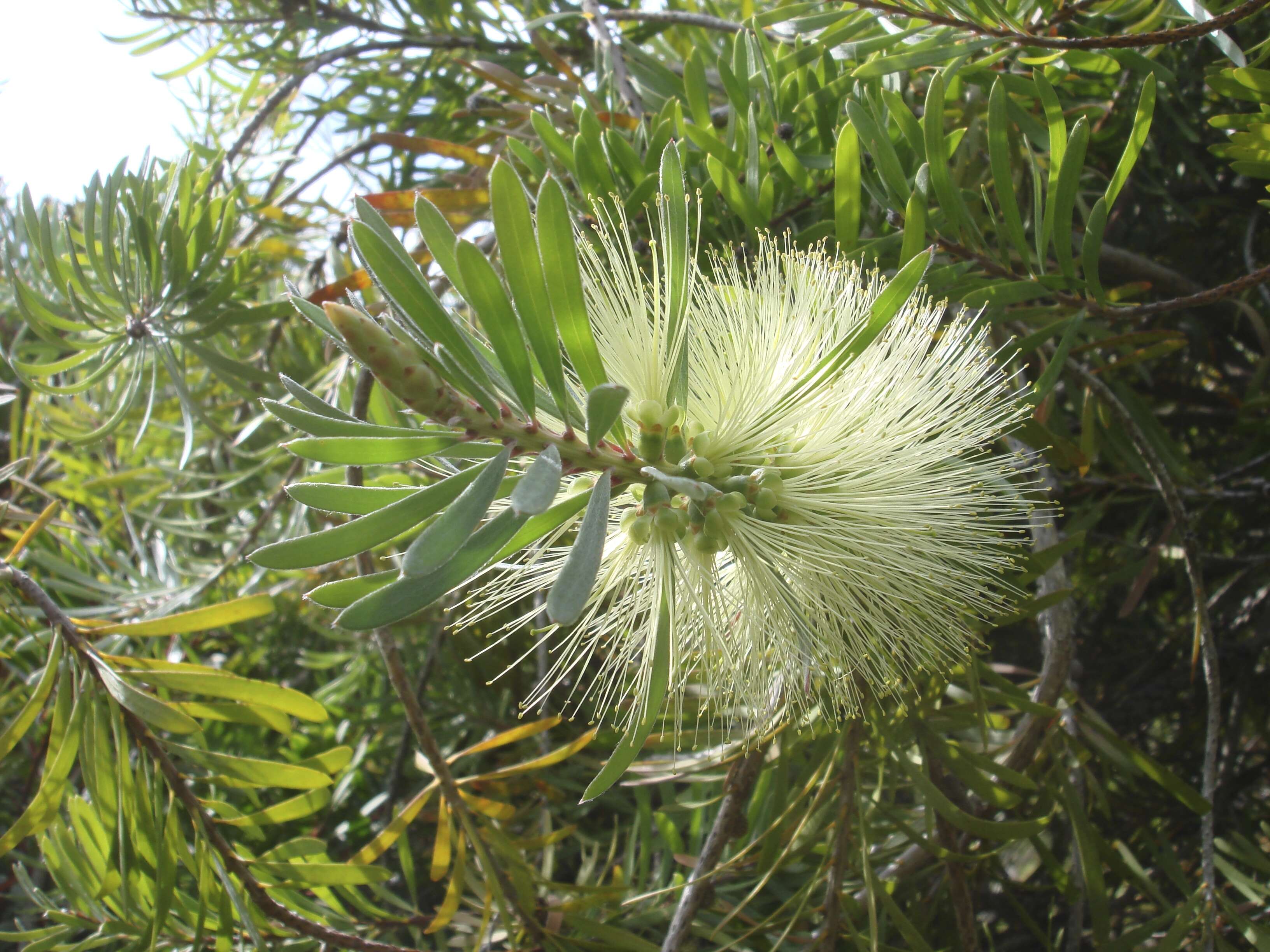 Sivun Callistemon pachyphyllus Cheel kuva