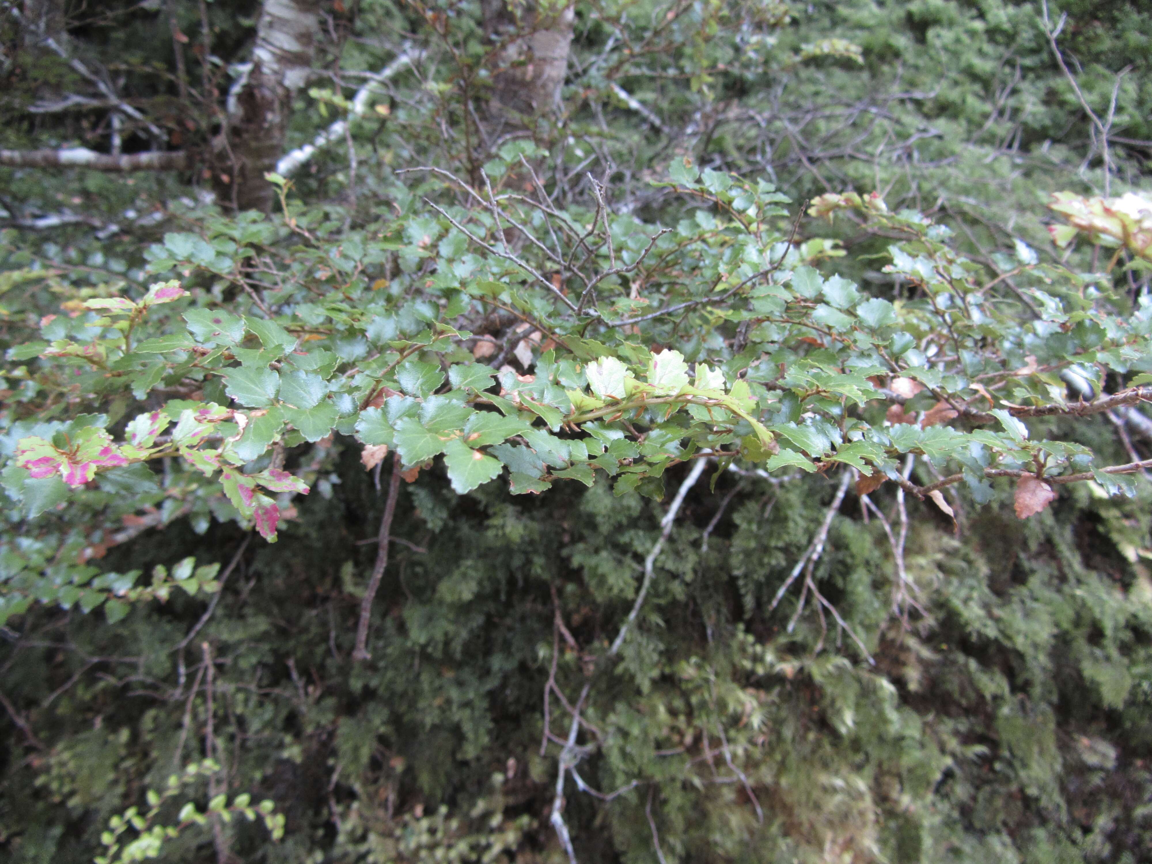 Image de Nothofagus menziesii (Hook. fil.) Oerst.