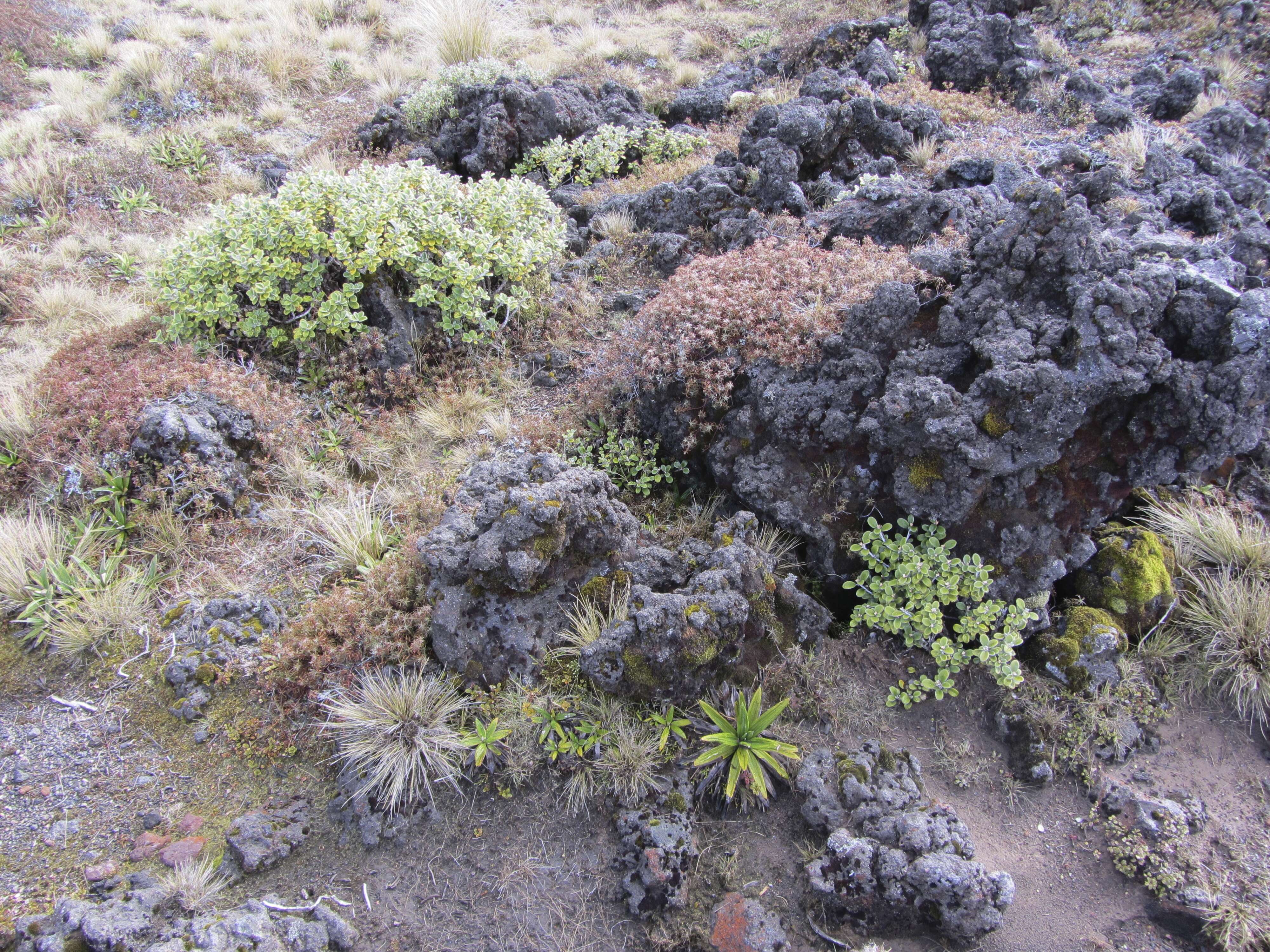 Image of Brachyglottis bidwillii (Hook. fil.) B. Nord.