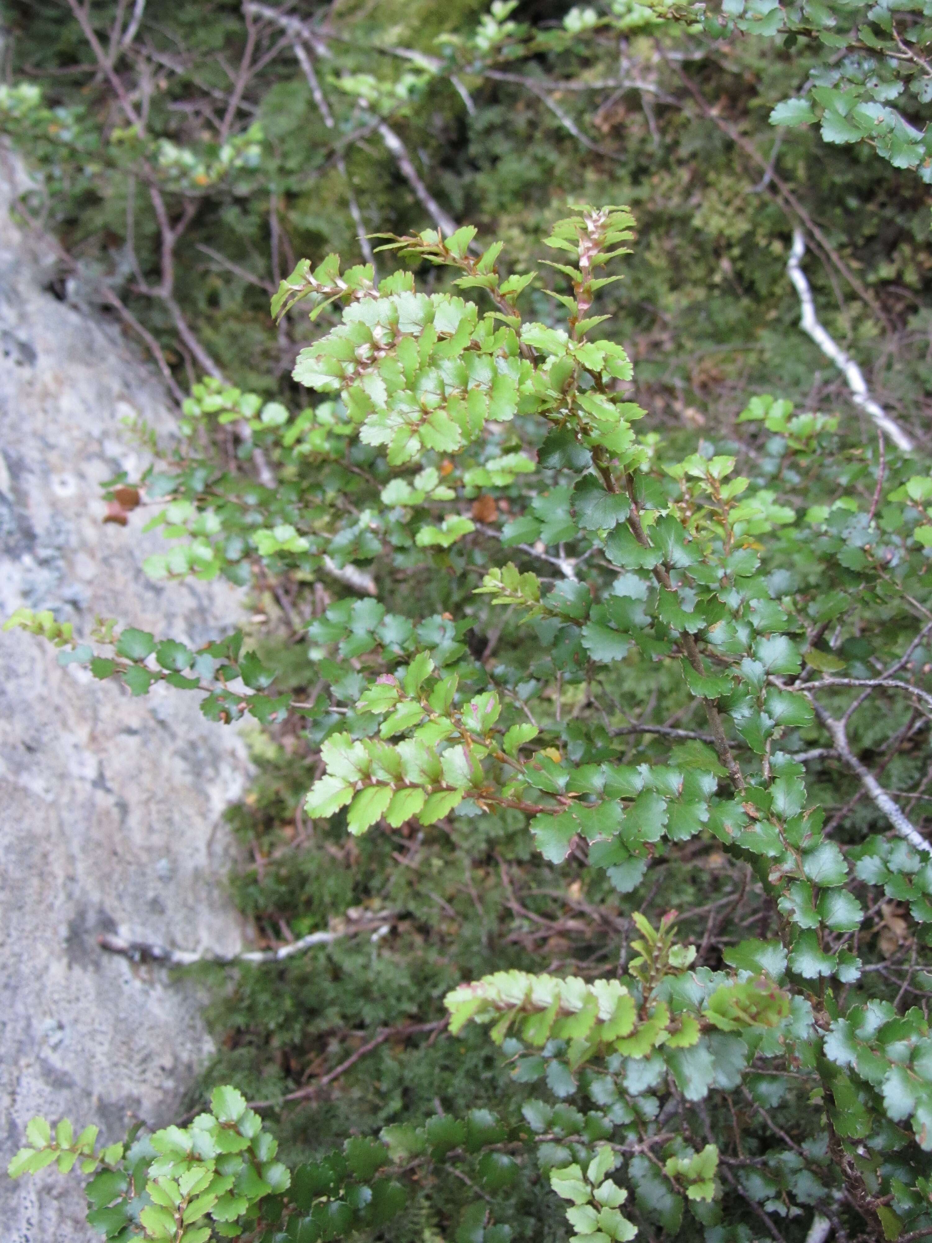 Image de Nothofagus menziesii (Hook. fil.) Oerst.