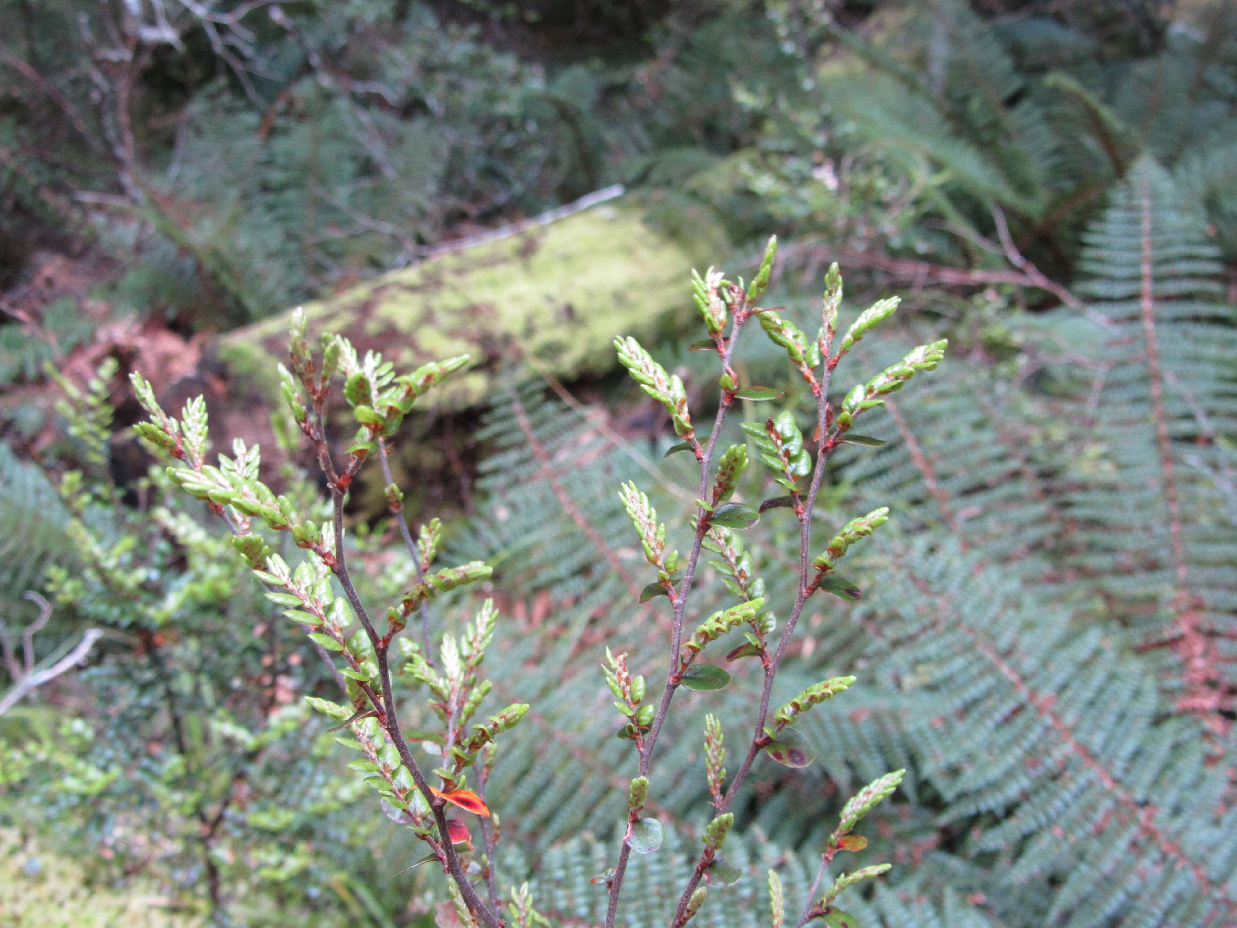 Plancia ëd Nothofagus cliffortioides (Hook. fil.) Oerst.