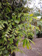 Image of Burmese fishtail palm