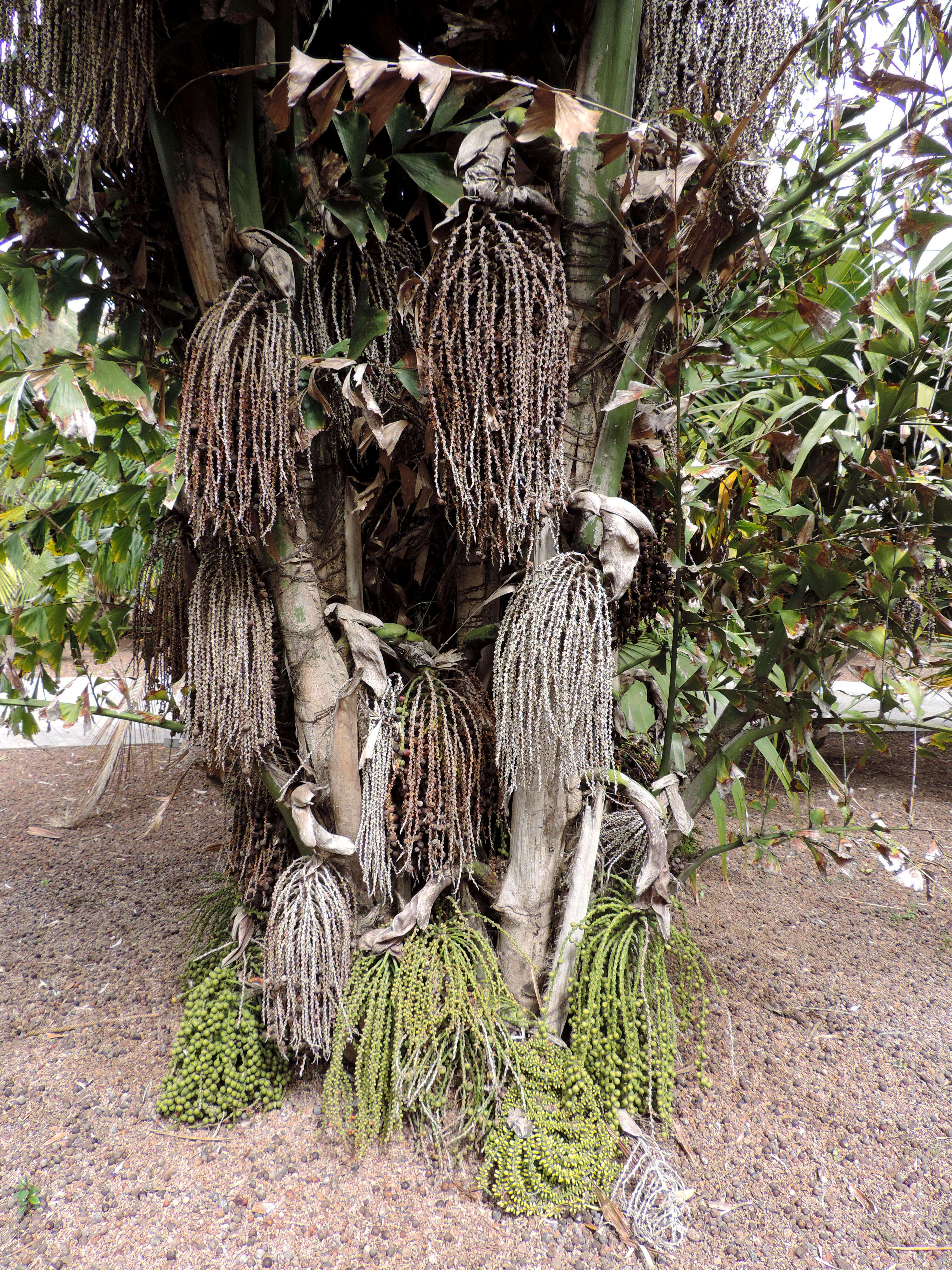 Image of Burmese fishtail palm