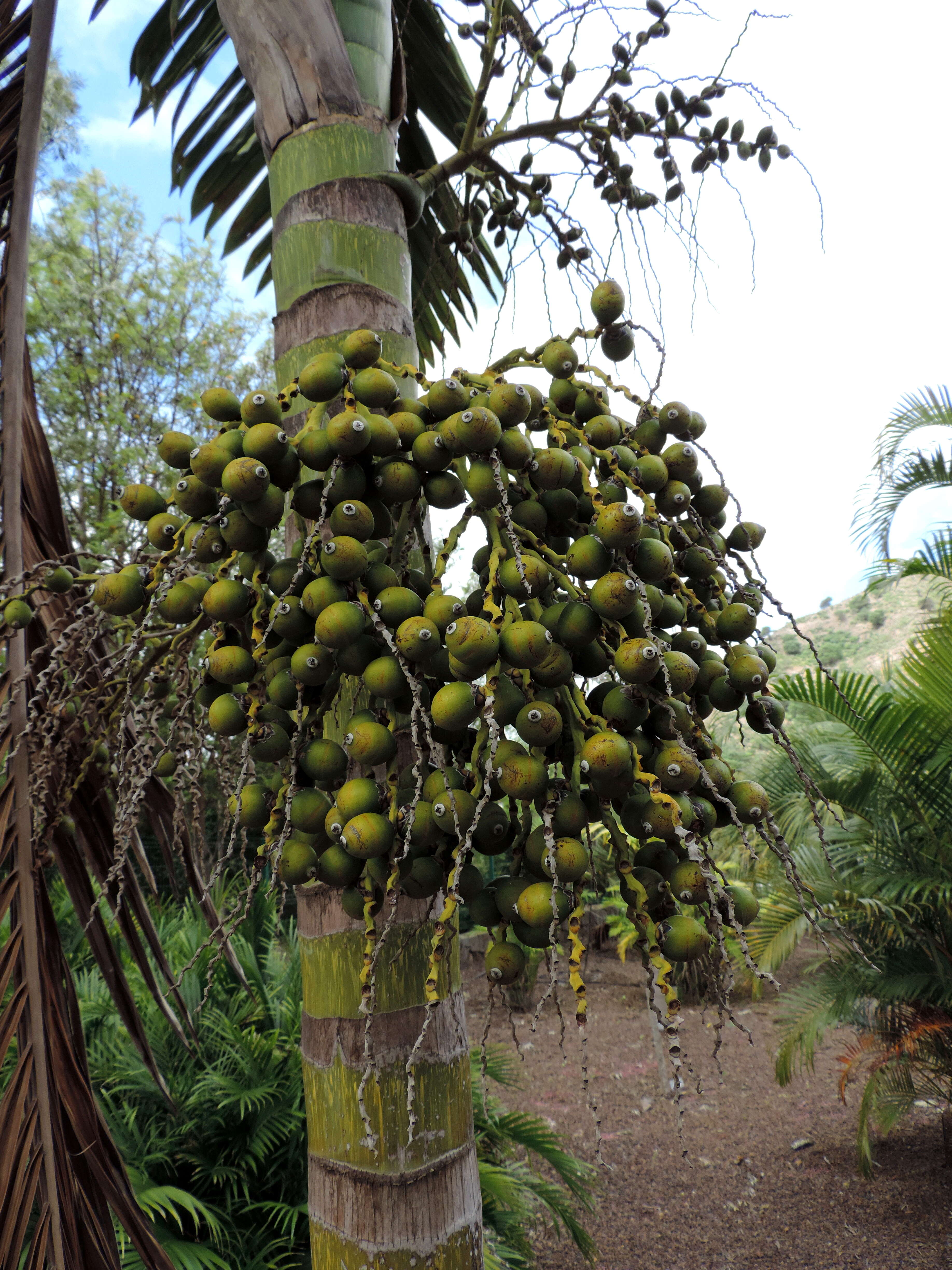 Image of Chambeyronia macrocarpa (Brongn.) Vieill. ex Becc.