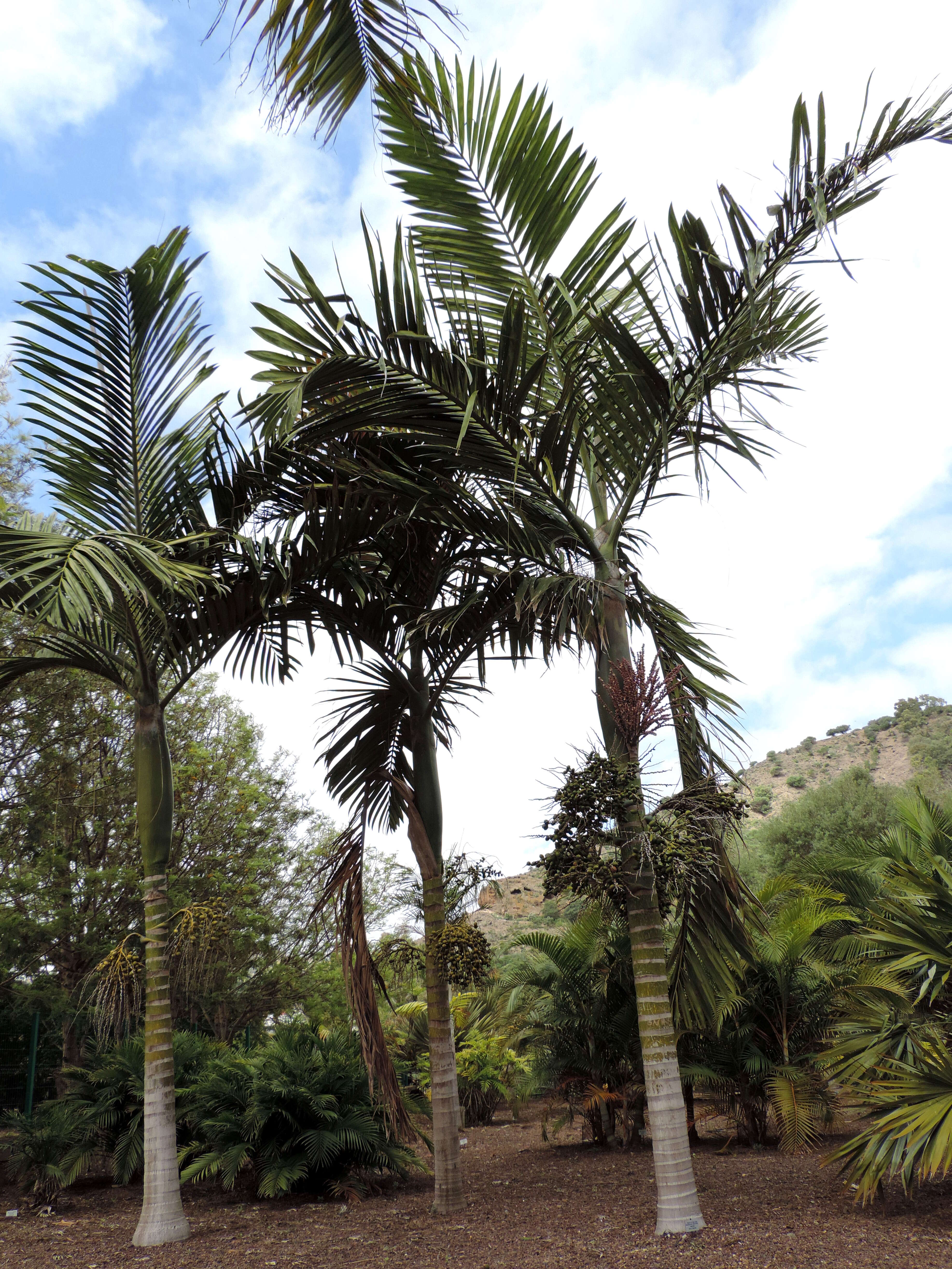 Image of Chambeyronia macrocarpa (Brongn.) Vieill. ex Becc.