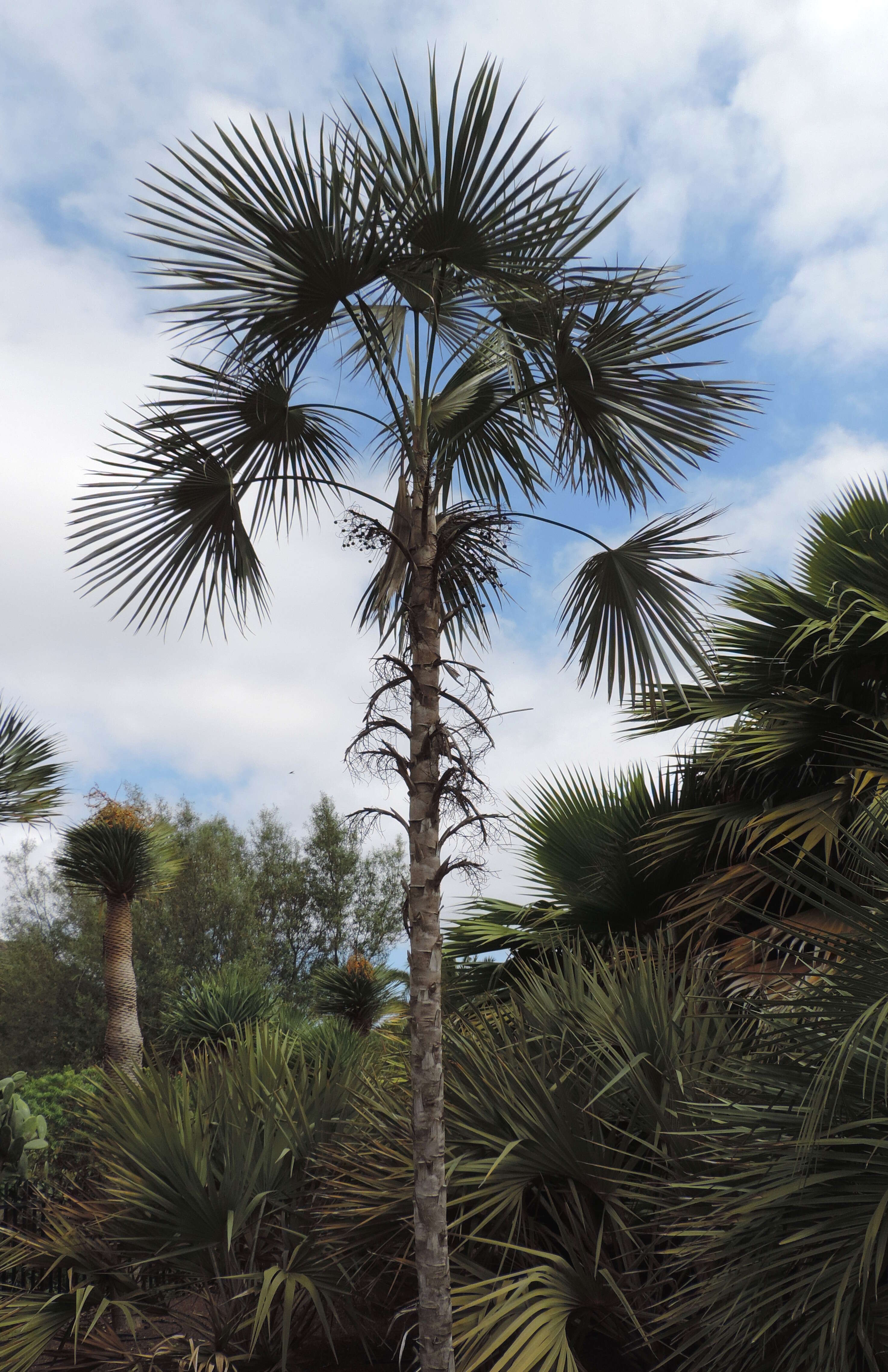 Image of Coccothrinax alta (O. F. Cook) Becc.