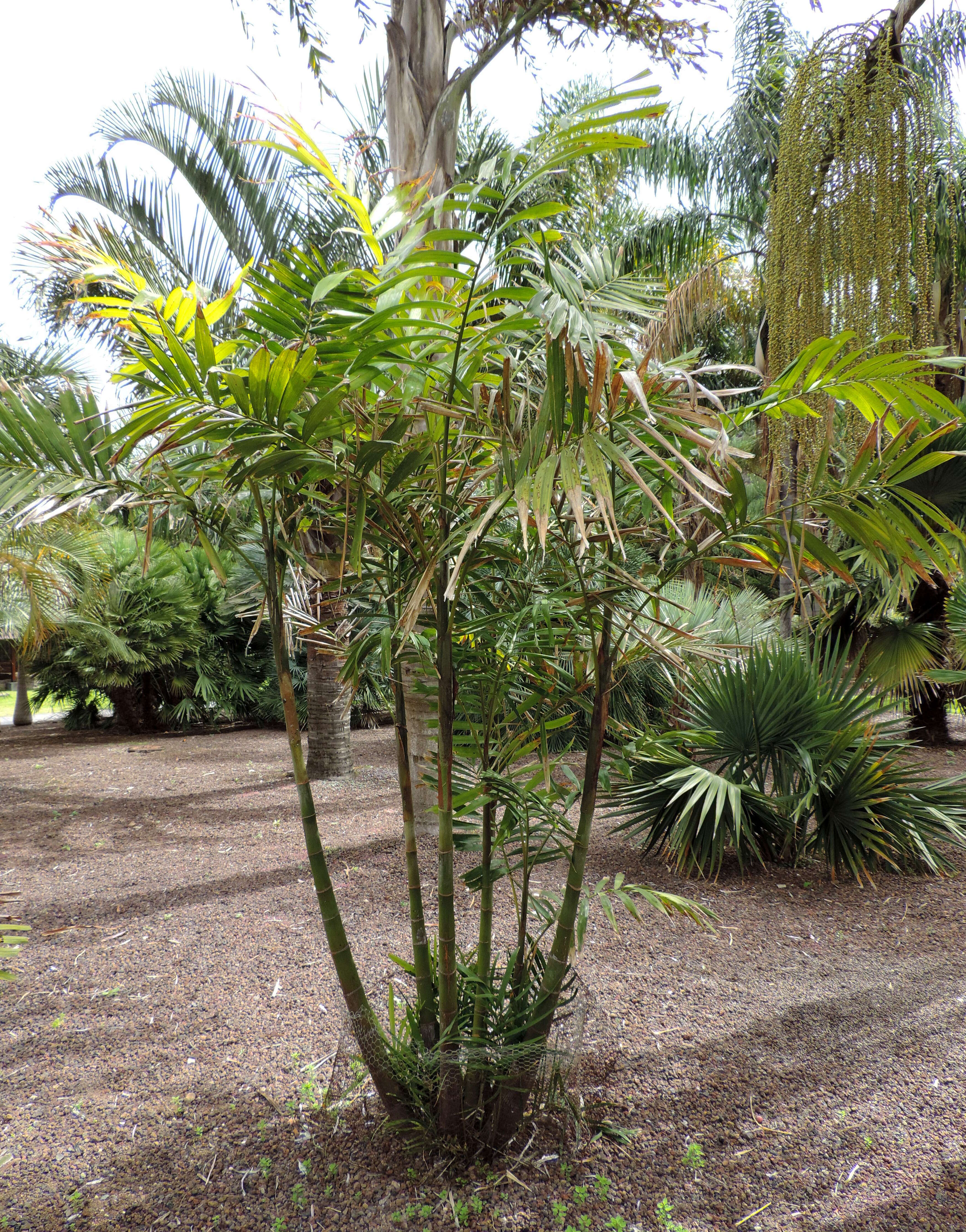 Image of Macarthur Palm