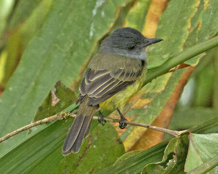 Imagem de Myiarchus phaeocephalus Sclater & PL 1860