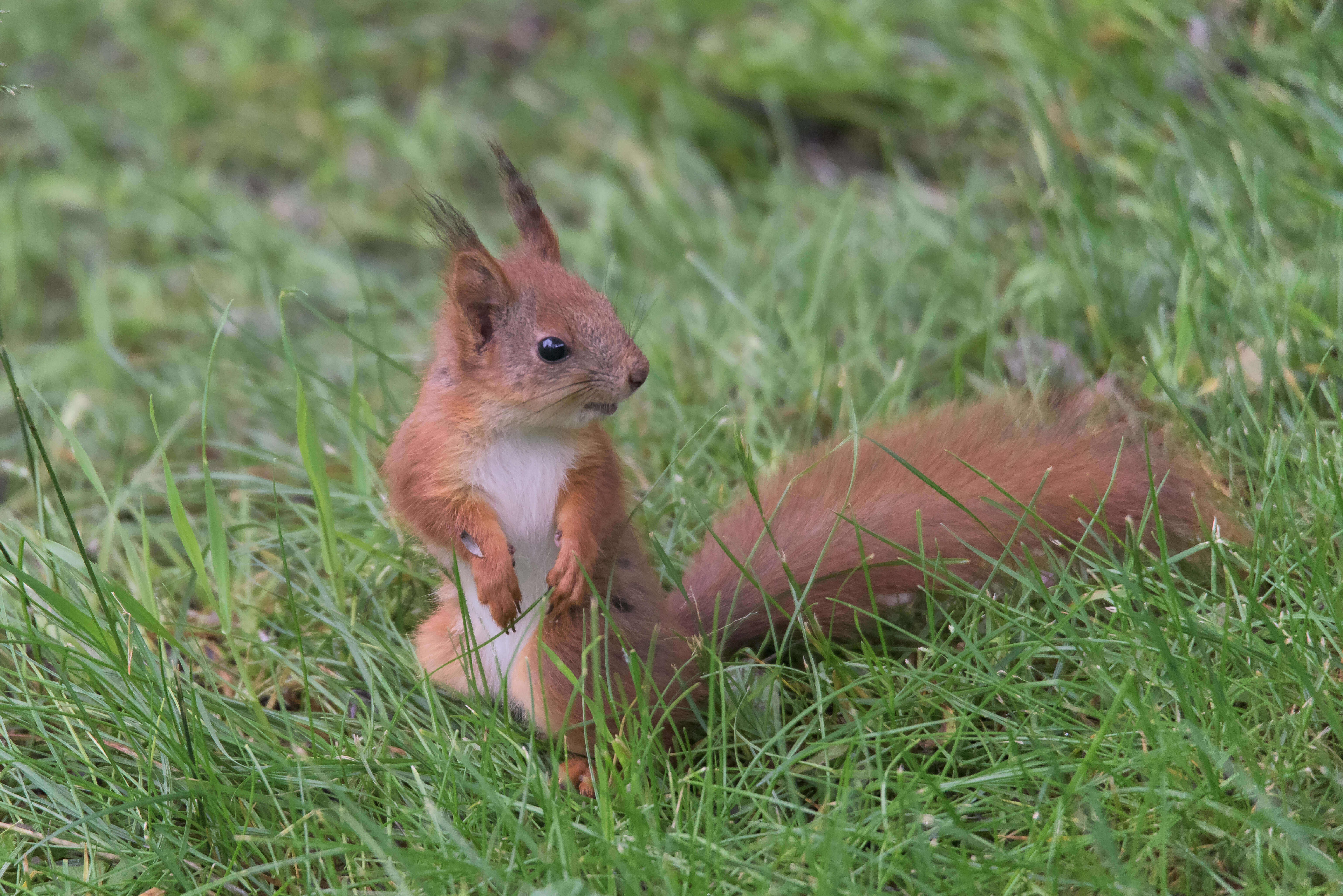 Image of Eurasian red squirrel