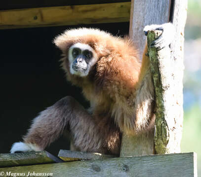 Image of White-handed Gibbon