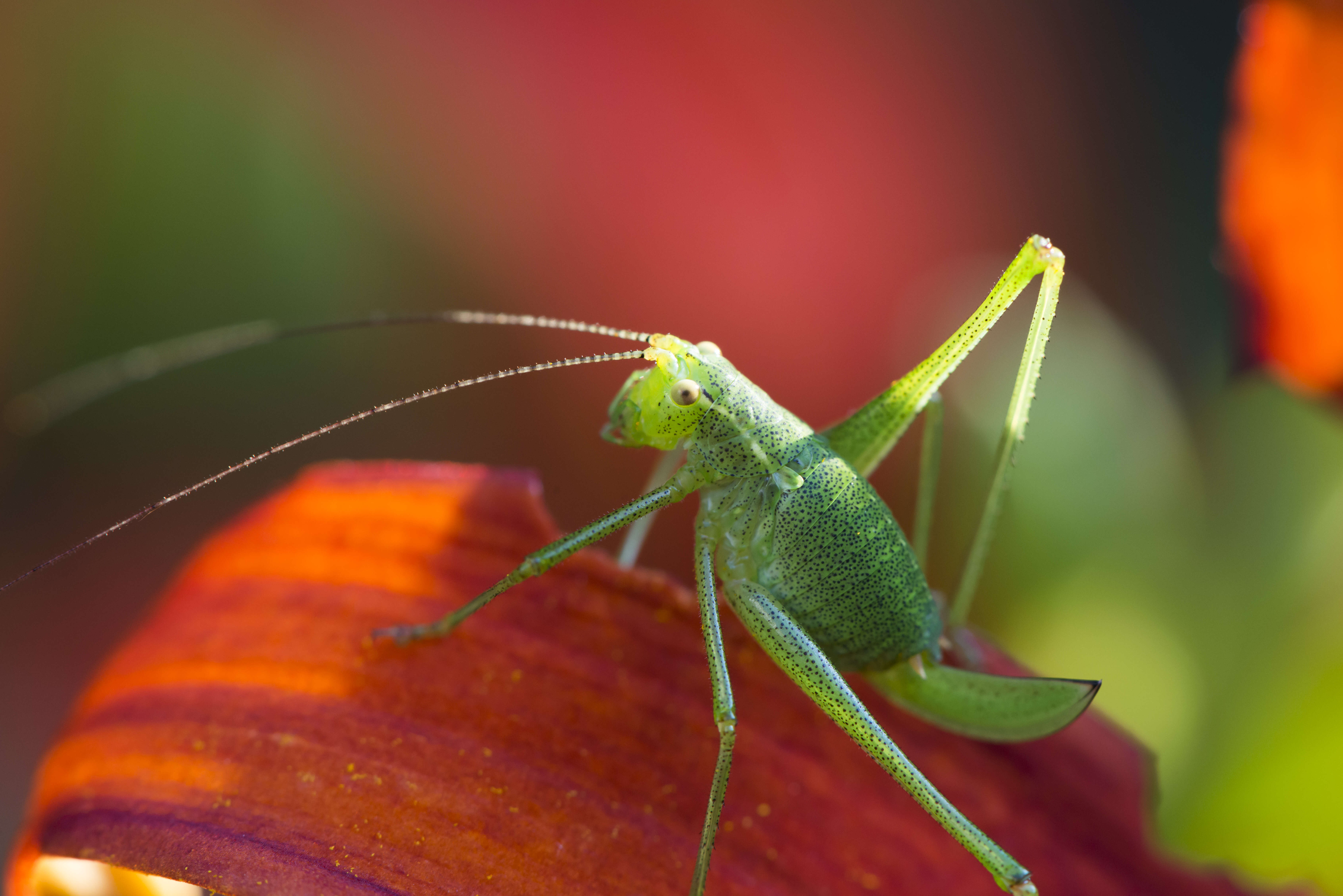 Image of speckled bush-cricket