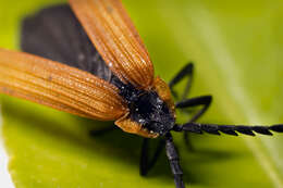 Слика од Calopteron