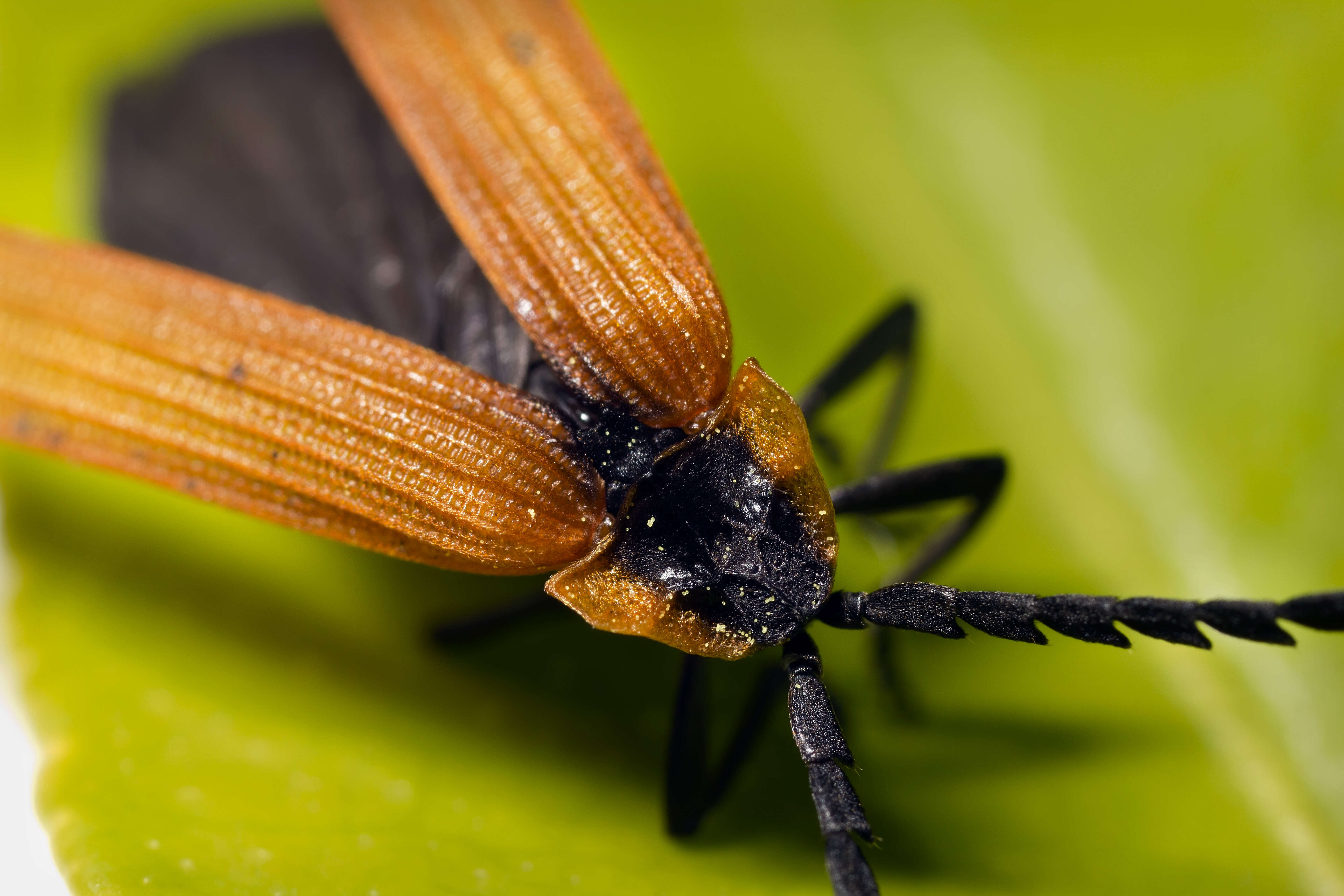 Image of net-winged beetles