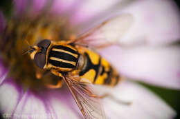 Image of Marsh Hoverfly