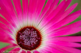 Image of Cleretum bellidiforme (Burman fil.) G. D. Rowley