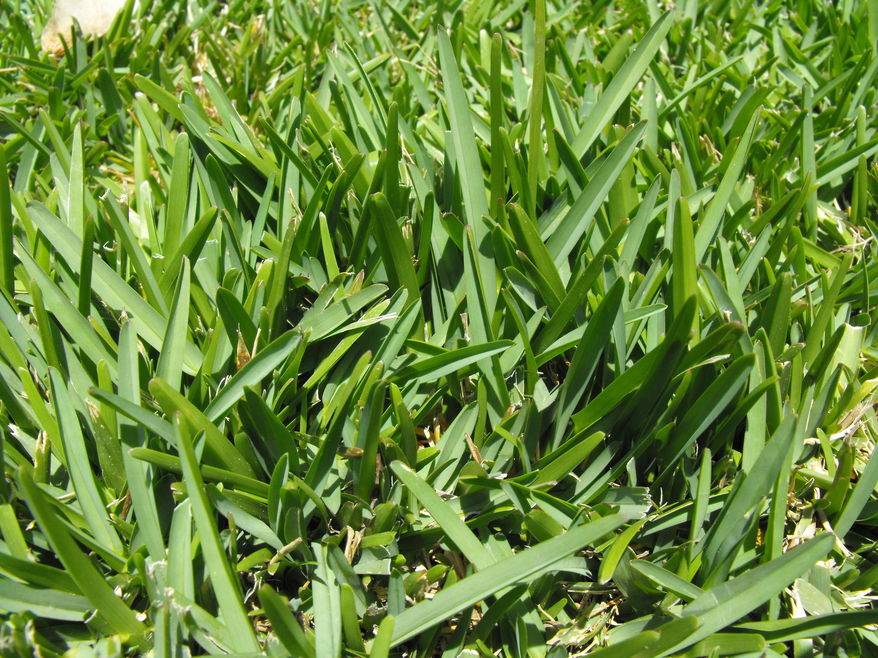 Image of St. Augustine grass