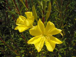 Image of Hooker's evening primrose