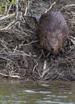 Image of beavers