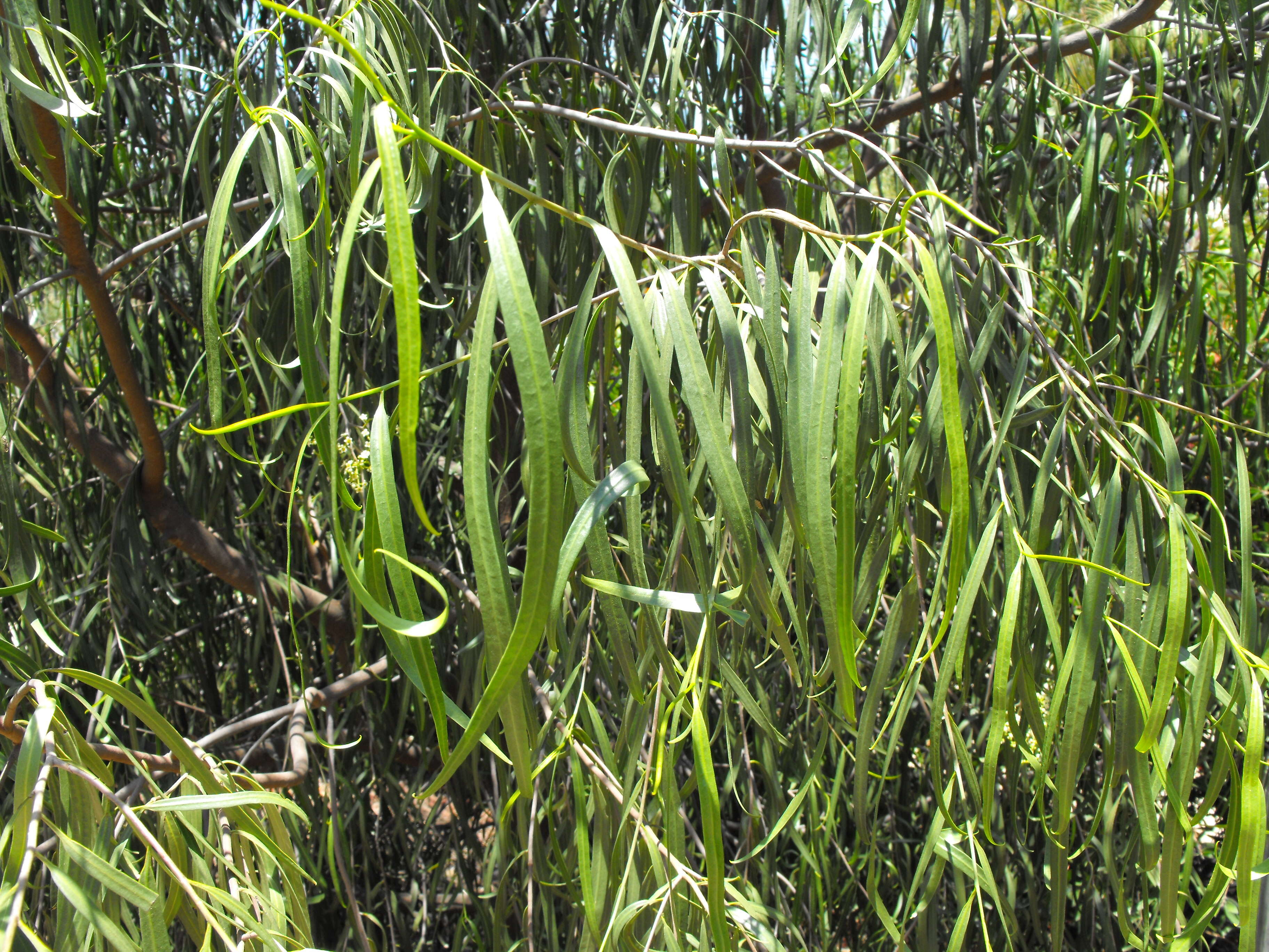 Image of Geijera parviflora Lindl.