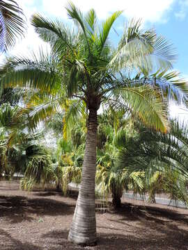 Image of Ravenea madagascariensis Becc.