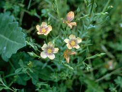 Image of stiff yellow flax