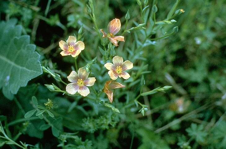 Image of stiff yellow flax