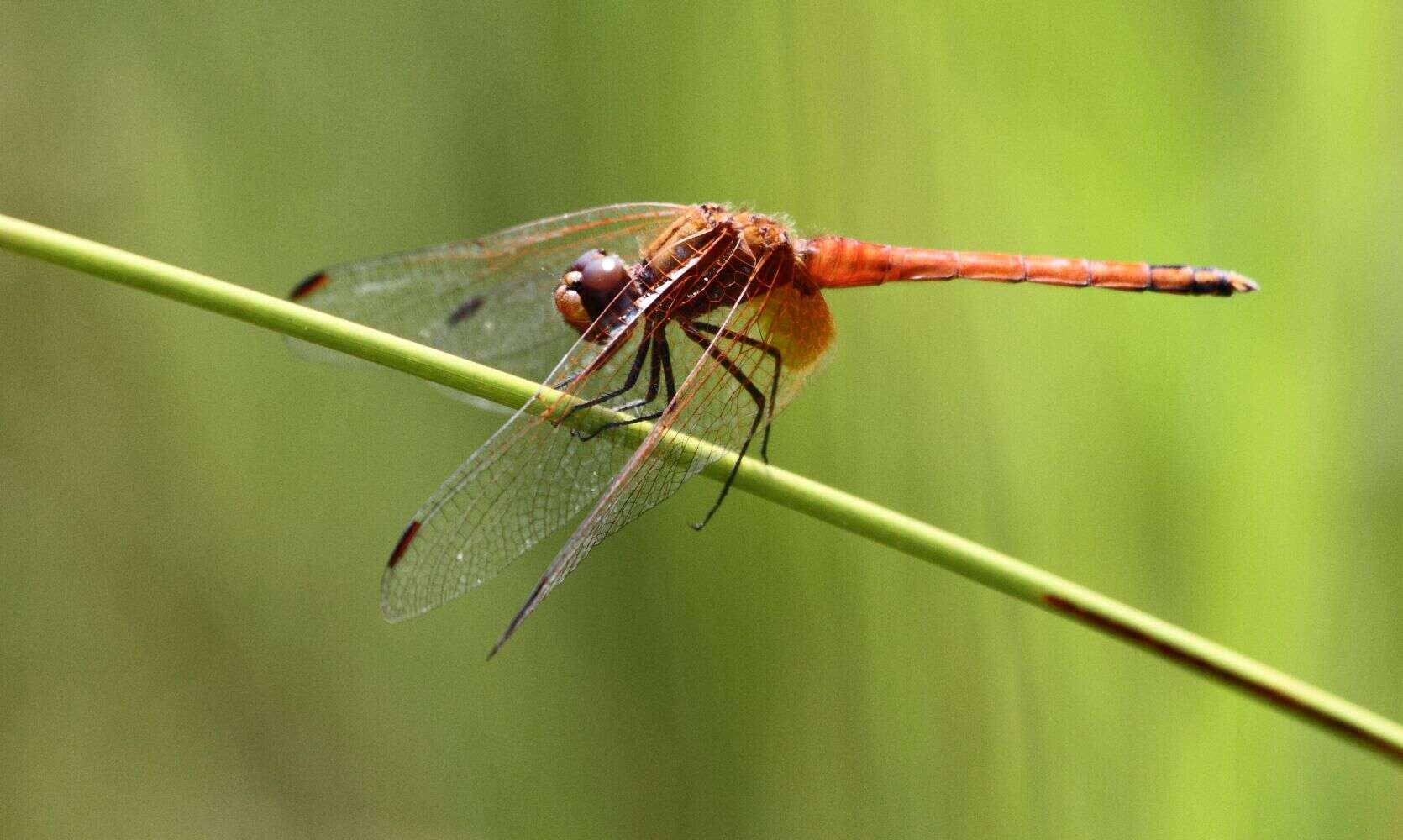 Image of Russet Dropwing