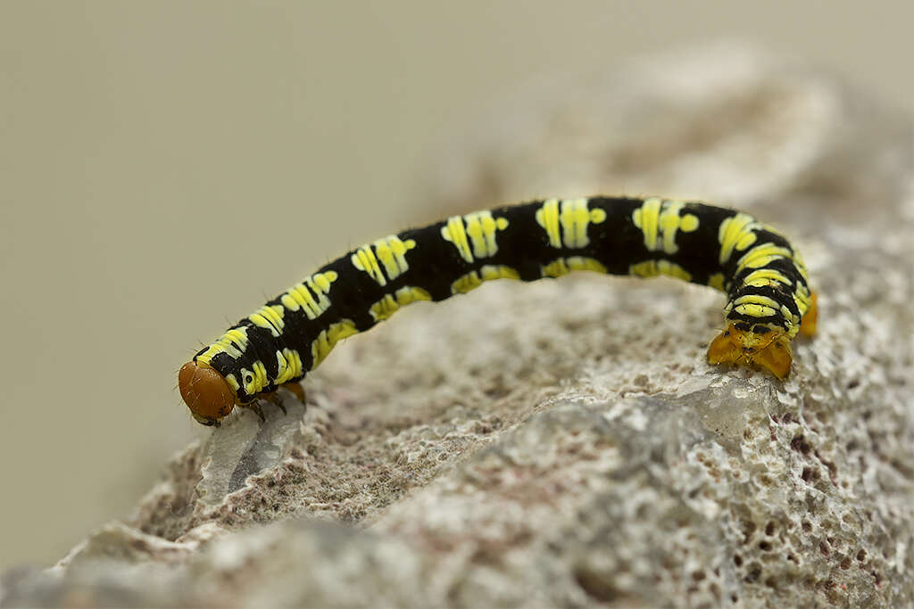 Image of White-tipped Black