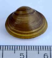 Image of Nut Orb Mussel