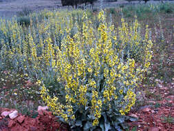 Image of wand mullein