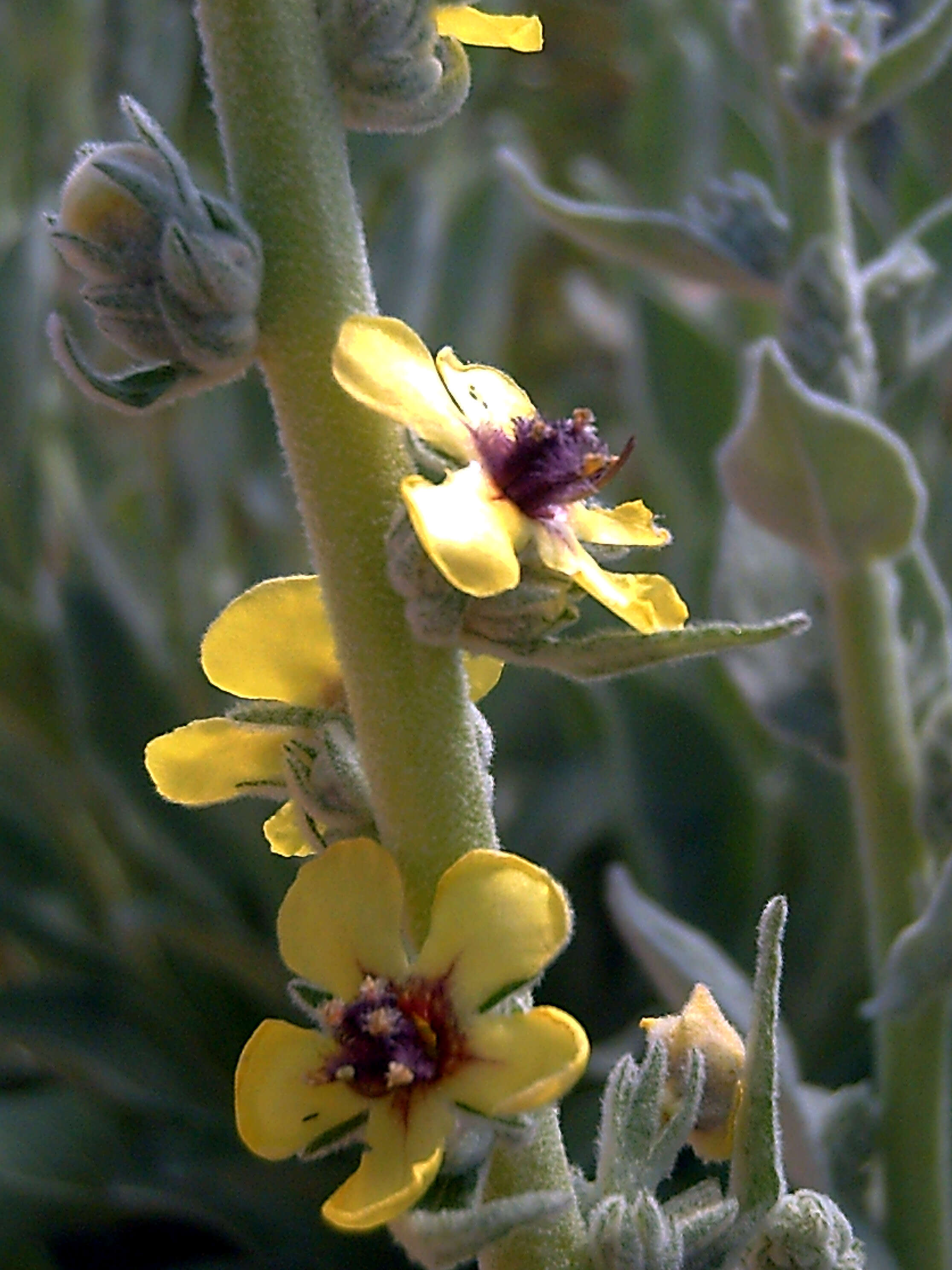 Image of wand mullein